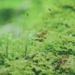 Các tác nhân gây hại trong thủy sinh