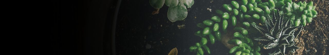 Cây terrarium