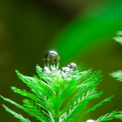 Cây thủy sinh icon danh mục