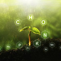 Chất dinh dưỡng trong thủy sinh