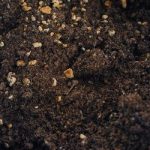 Giá thể và nền trong thủy sinh