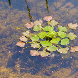Nước trong thủy sinh