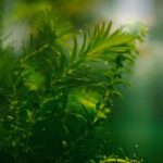 không khí, nhiệt độ trong thủy sinh