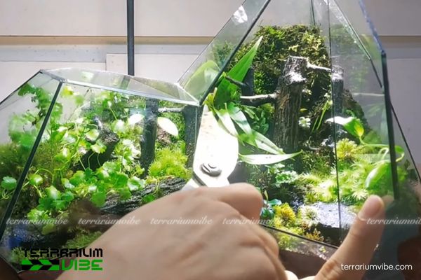 Mold in Terrarium - How to get rid of and prevent mold in terrariums 5 Các cách phòng ngừa terrarium xuất hiện nấm mốc