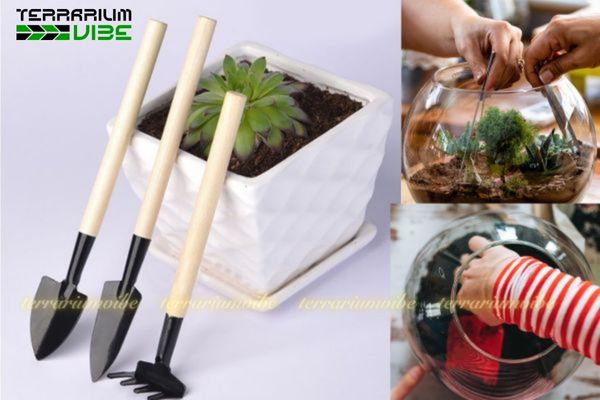 Các dụng cụ terrarium
