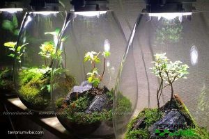 Cách chăm sóc Terrarium kín về ánh sáng và nhiệt độ
