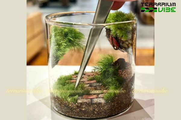 Lớp hardscape