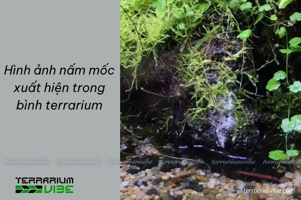 Mold in Terrarium - How to get rid of and prevent mold in terrariums 4 Một số loại nấm thường gặp khi chăm sóc terrarium