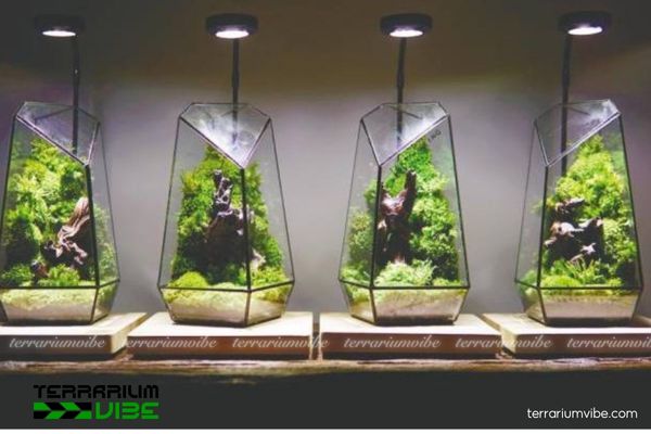 Mold in Terrarium - How to get rid of and prevent mold in terrariums 8 Quản lý mức độ và thời gian chiếu sáng cho bình terrarium phù hợp