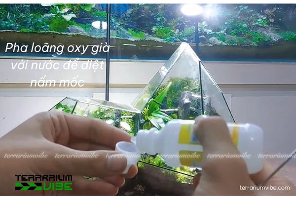 Mold in Terrarium - How to get rid of and prevent mold in terrariums 9 Sử dụng Oxy già để diệt nấm mốc cho terrarium