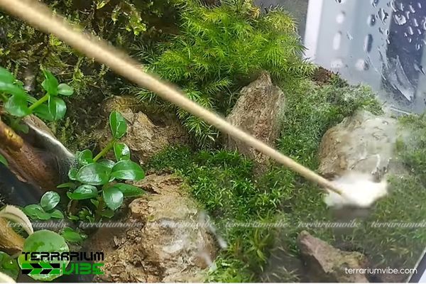 Mold in Terrarium - How to get rid of and prevent mold in terrariums 6 Sử dụng khăn giấy hoặc tâm bông để lau sạch nấm mốc