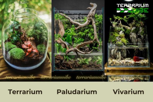 Phân biệt giữa Terrarium, Paludarium và Vivarium