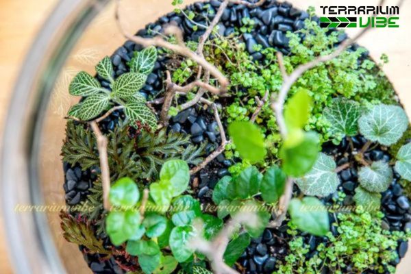 Lớp thực vật của Terrarium