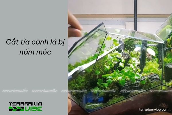 Mold in Terrarium - How to get rid of and prevent mold in terrariums 7 cát tỉa cành lá trong terrarium bị mốc