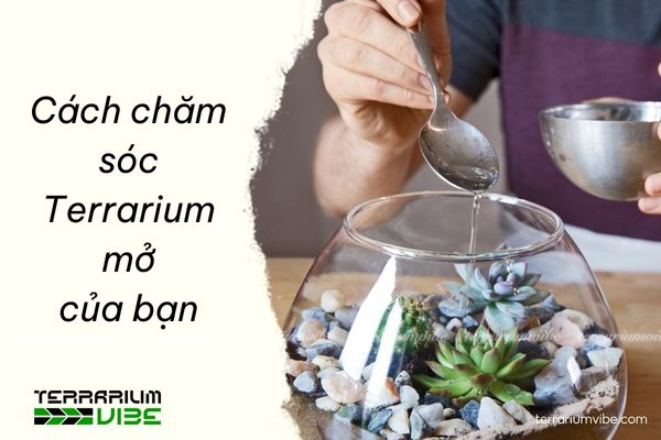 Nhắn gửi từ TerrariumVibe đến các bạn khi chăm sóc terrarium hở