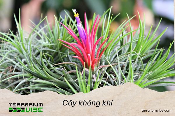 Tìm hiểu về cây không khí