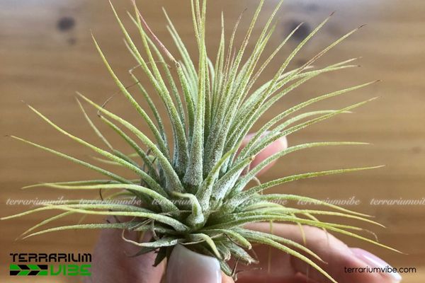Cây không khí Thạch Thảo - Tillandsia Ionantha 3 Đặc điểm về hình dáng của cây không khí Thạch Thảo