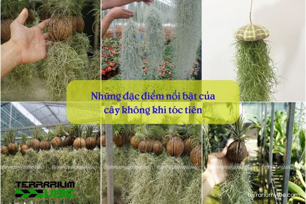Cây không khí tóc tiên - Tillandsia Usneoides 2 Những đặc điểm đặc biệt của không khí tóc tiên