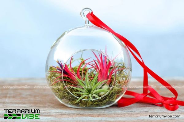 Cây không khí Thạch Thảo - Tillandsia Ionantha 2 Môi trường sống độc đáo của cây không khí Thạch Thảo