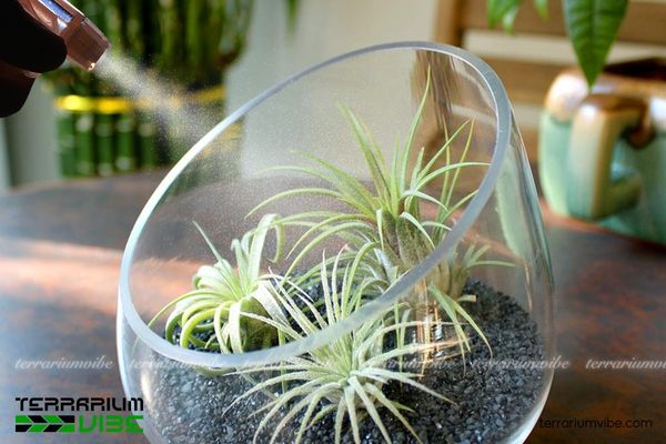 Cây không khí Thạch Thảo - Tillandsia Ionantha 4 Điều kiện chăm sóc cây không khí Thạch Thảo trong Terrarium