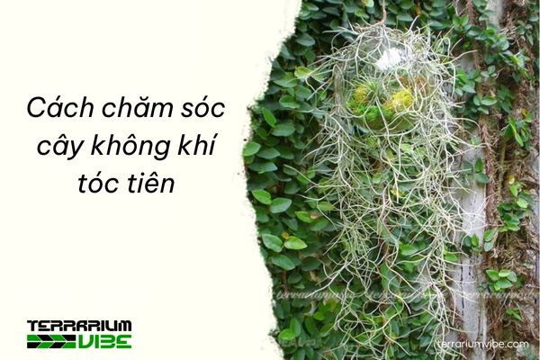 Cây không khí tóc tiên - Tillandsia Usneoides 3 Hướng dẫn chăm sóc cây không khí tóc tiên