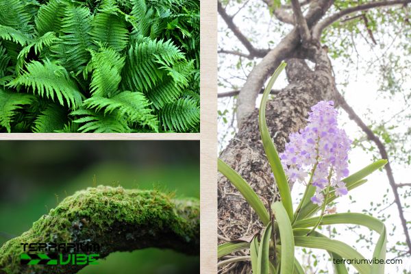 Các loại thực vật phù hợp trồng chung cây không khí