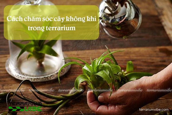 Hướng dẫn cách chăm sóc cơ bản cây không khí trong bình terrarium