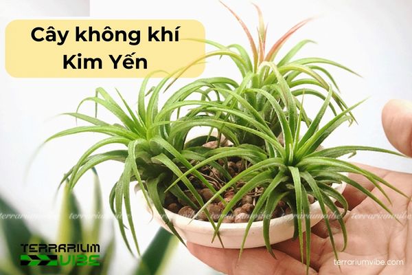 Cây không khí kim yến