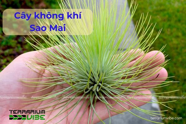 Cây không khí sao mai