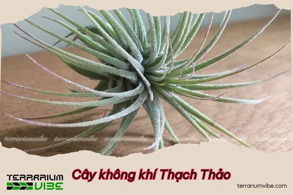 Tìm hiểu về cây không khí Thạch Thảo