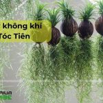 Cây không khí tóc tiên