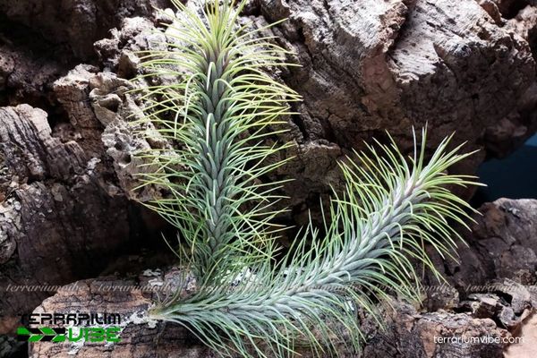 Cây không khí hồ ly - Tillandsia Funckiana 2 Cây không khí hồ ly sống trong môi trường nhiệt đới