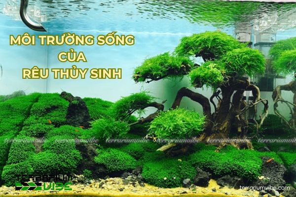Rêu thủy sinh thường sống trong môi trường ẩm ướt hoặc ngập nước