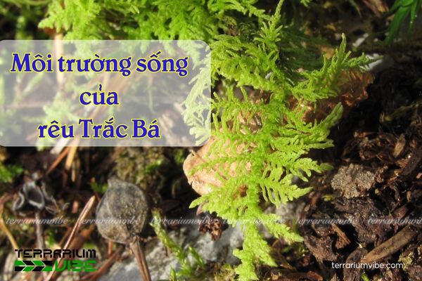 Rêu Trắc Bá - Thuidium Moss 2 Rêu Trắc Bá sống trong môi trường ẩm ướt, râm mát