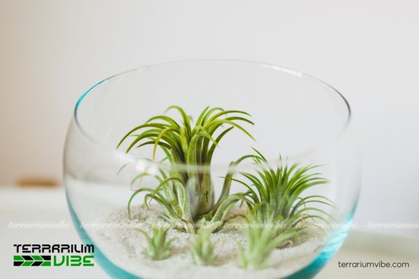 Mẫu các tiểu cảnh cây không khí terrarium đẹp 2 Tiểu cảnh cây không khí đơn giản trong bình terrarium mở
