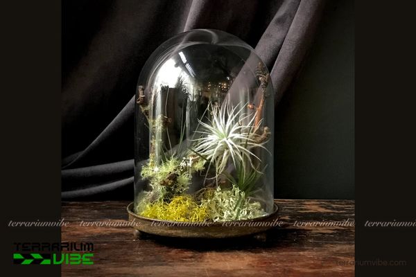 Mẫu các tiểu cảnh cây không khí terrarium đẹp 3 Tiểu cảnh cây không khí mang phong cách hoang dã