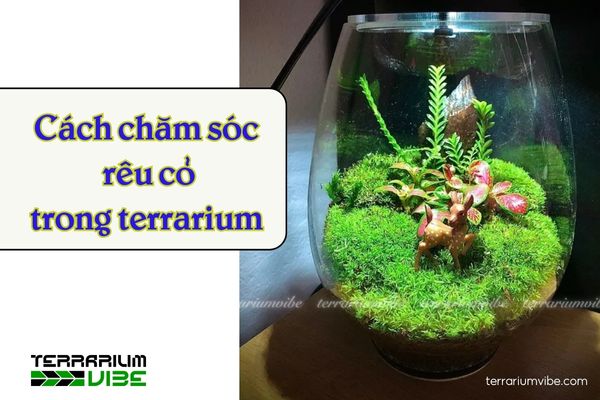 Rêu cỏ - Octo Moss 4 Chăm sóc rêu cỏ (Octo moss) trong terrarium đơn giản