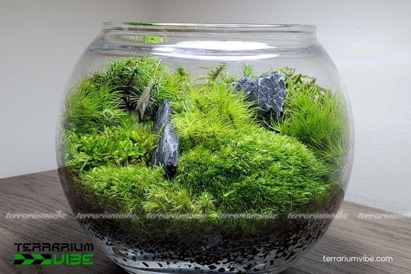 Rêu Cushion - Cushion Moss 4 Điều kiện để chăm sóc rêu Cushion trong terrarium phát triển tốt