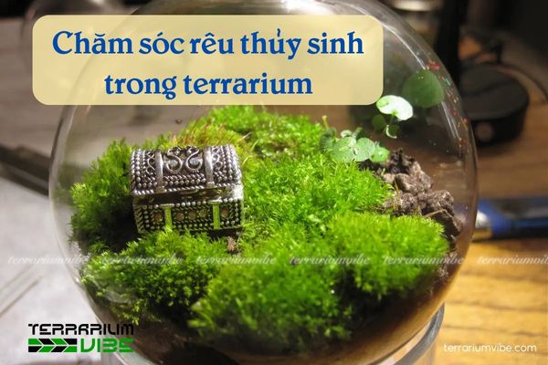 Hướng dẫn cách chăm sóc rêu thủy sinh khi làm tiểu cảnh terrarium