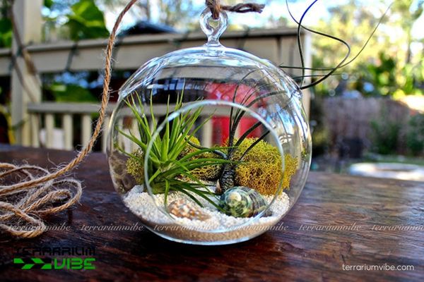 Mẫu các tiểu cảnh cây không khí terrarium đẹp 4 Tiểu cảnh cây không khí mô phỏng bãi biển xanh mát