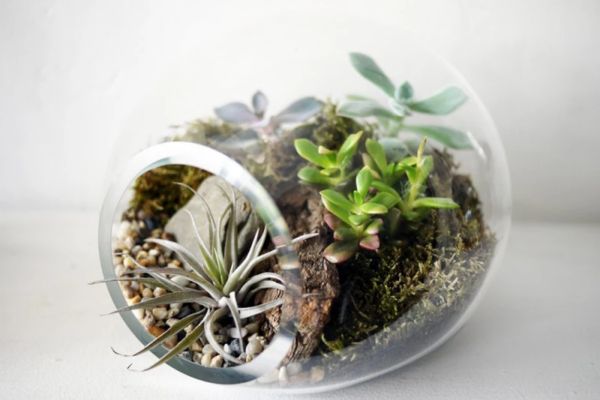Mẫu các tiểu cảnh cây không khí terrarium đẹp 5 Kết hợp cây sen đá và cây không khí tạo nên bình tiểu cảnh hài hòa