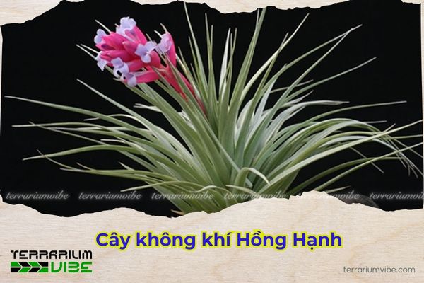 Cây không khí hồng hạnh