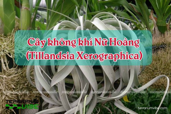 Tìm hiểu về cây không khí Nữ Hoàng
