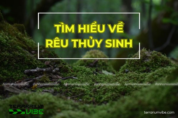 Tìm hiểu về rêu thủy sinh