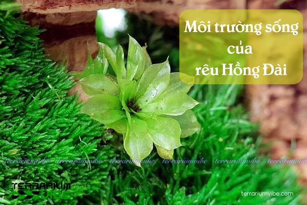Rêu Hồng Đài - Rose Moss 2 Rêu Hồng Đài thường được tìm thấy ở những nơi ẩm ướt