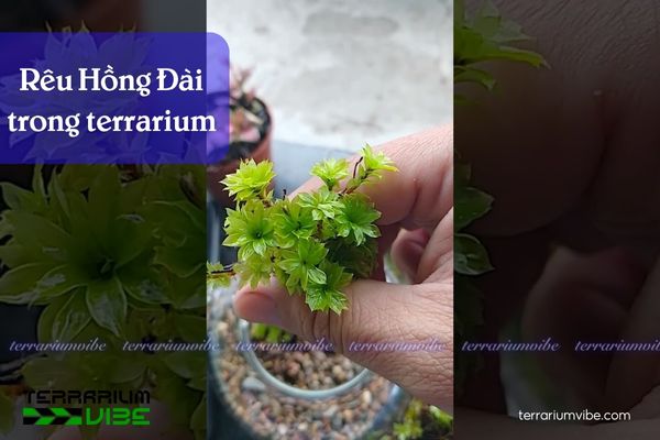 Rêu Hồng Đài - Rose Moss 3 Loại terrarium phù hợp cho rêu Hồng Đài
