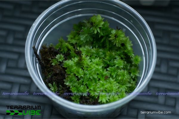Rêu Hồng Đài - Rose Moss 4 Điều kiện chăm sóc rêu Hồng Đài trong terrarium