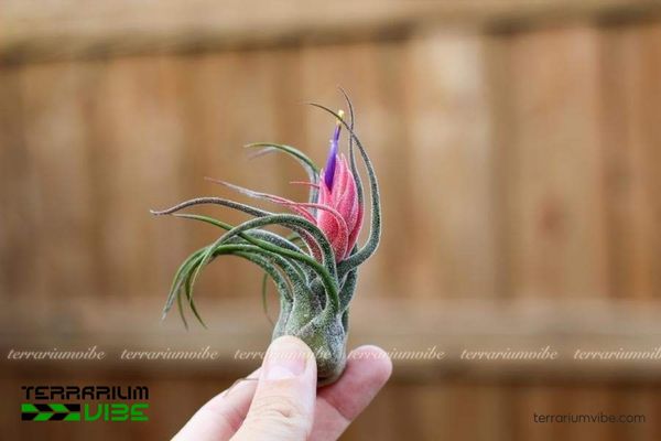 Cây không khí Pruinosa - Tillandsia pruinosa 2 Thông tin về nguồn gốc của cây không khí Pruinosa được tìm thấy