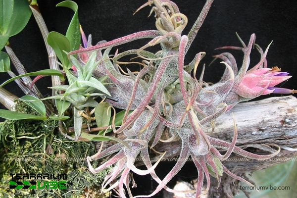 Cây không khí Pruinosa - Tillandsia pruinosa 3 Cây không khí Pruinosa ưa ẩm thích sống nơi ẩm thấp, trên cây gỗ mục