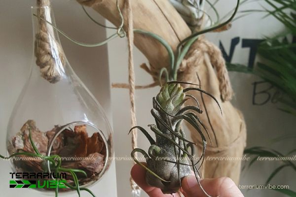 Cây không khí Pruinosa - Tillandsia pruinosa 4 Điều kiện chăm sóc cây không khí Pruinosa
